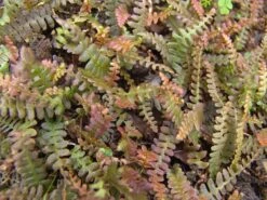 Seefeder Rippenfarn -Günstiges Erd Seele Geschäft seefeder rippenfarn m057946 w 0