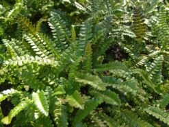 Seefeder Rippenfarn -Günstiges Erd Seele Geschäft seefeder rippenfarn m057946 w 1