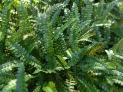 Seefeder Rippenfarn -Günstiges Erd Seele Geschäft seefeder rippenfarn m057946 w 2