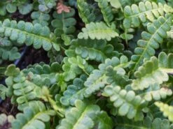 Seefeder Rippenfarn -Günstiges Erd Seele Geschäft seefeder rippenfarn m057946 w 3