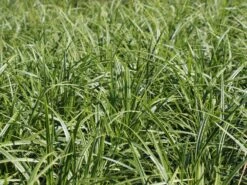 Weißrandige Segge / Japan-Segge 'Icedance' -Günstiges Erd Seele Geschäft segge ice dance m054252 w 0