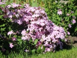 Seifenkraut -Günstiges Erd Seele Geschäft seifenkraut m060373 w 1