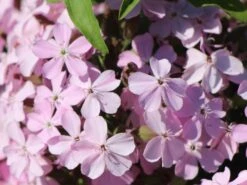 Seifenkraut -Günstiges Erd Seele Geschäft seifenkraut m060373 w 2