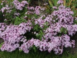 Seifenkraut -Günstiges Erd Seele Geschäft seifenkraut m060373 w 3