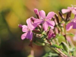 Seifenkraut -Günstiges Erd Seele Geschäft seifenkraut m060373 w 4