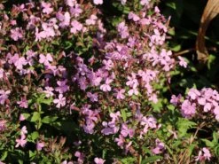 Seifenkraut -Günstiges Erd Seele Geschäft seifenkraut m060373 w 5