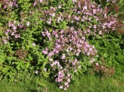 Seifenkraut -Günstiges Erd Seele Geschäft seifenkraut m060373 w 6