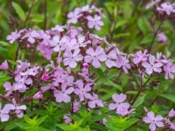 Seifenkraut -Günstiges Erd Seele Geschäft seifenkraut m060373 w 7