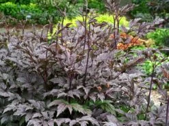 Juli-Silberkerze 'Black Negligee' -Günstiges Erd Seele Geschäft september silberkerze black negligee m087534 w 1