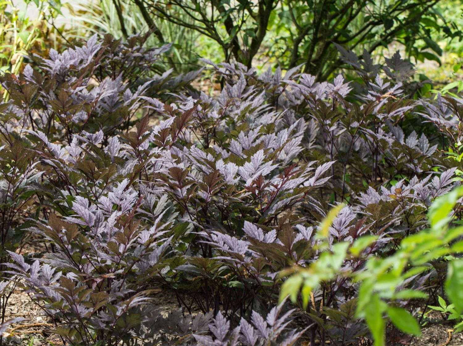 September-Silberkerze 'Chocoholic' 3 September-Silberkerze 'Chocoholic'