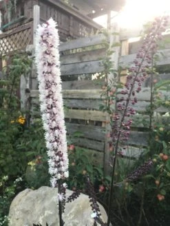 September-Silberkerze 'Pink Spike' ® -Günstiges Erd Seele Geschäft september silberkerze pink spike m074183 193676 0