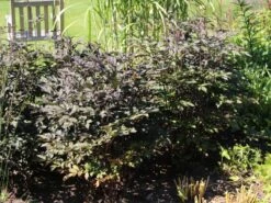 September-Silberkerze 'Pink Spike' ® -Günstiges Erd Seele Geschäft september silberkerze pink spike m074183 w 0 1