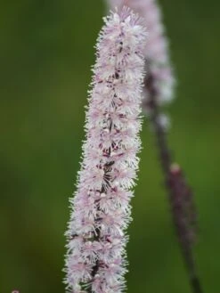 September-Silberkerze 'Pink Spike' ® -Günstiges Erd Seele Geschäft september silberkerze pink spike m074183 w 0