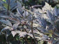 September-Silberkerze 'Pink Spike' ® -Günstiges Erd Seele Geschäft september silberkerze pink spike m074183 w 1