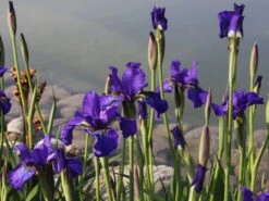 Bartlose Schwertlilie 'Silver Edge' -Günstiges Erd Seele Geschäft sibirische schwertlilie silver edge m059287 w 0