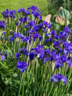 Bartlose Schwertlilie 'Silver Edge' -Günstiges Erd Seele Geschäft sibirische schwertlilie silver edge m059287 w 1