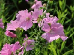 Sigmarskraut 'Fastigiata' 12 Sigmarskraut 'Fastigiata' -Günstiges Erd Seele Geschäft sigmarskraut fastigiata m001661 w 0