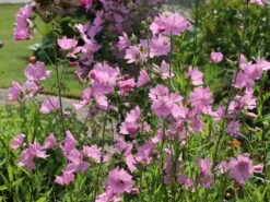 Sigmarskraut 'Fastigiata' 14 Sigmarskraut 'Fastigiata' -Günstiges Erd Seele Geschäft sigmarskraut fastigiata m001661 w 1