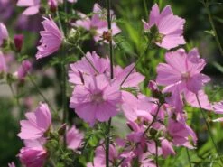 Sigmarskraut 'Fastigiata' 13 Sigmarskraut 'Fastigiata' -Günstiges Erd Seele Geschäft sigmarskraut fastigiata m001661 w 2