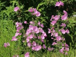 Sigmarskraut 'Fastigiata' 15 Sigmarskraut 'Fastigiata' -Günstiges Erd Seele Geschäft sigmarskraut fastigiata m001661 w 3