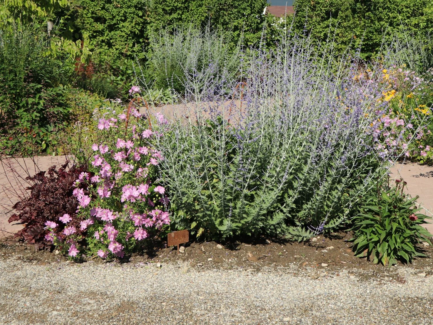 Sigmarskraut 'Fastigiata' 10 Sigmarskraut 'Fastigiata' – Bild 8