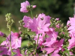 Sigmarskraut 'Fastigiata' 16 Sigmarskraut 'Fastigiata' -Günstiges Erd Seele Geschäft sigmarskraut fastigiata m001661 w 5