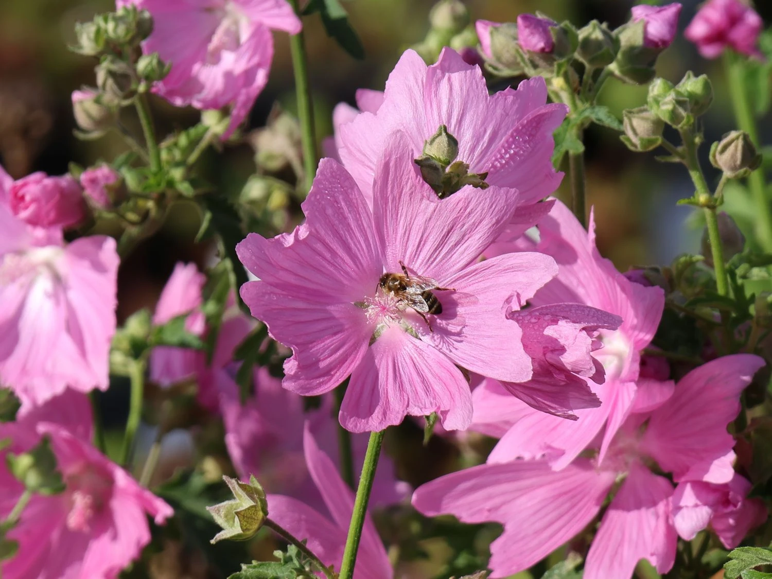 Sigmarskraut 'Fastigiata' 4 Sigmarskraut 'Fastigiata' – Bild 2