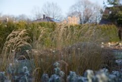 Silberährengras 'Algäu' 25 Silberährengras 'Algäu' -Günstiges Erd Seele Geschäft silberaehrengras algaeu m044522 751242 0