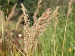 Silberährengras 'Algäu' 17 Silberährengras 'Algäu' -Günstiges Erd Seele Geschäft silberaehrengras algaeu m044522 w 0