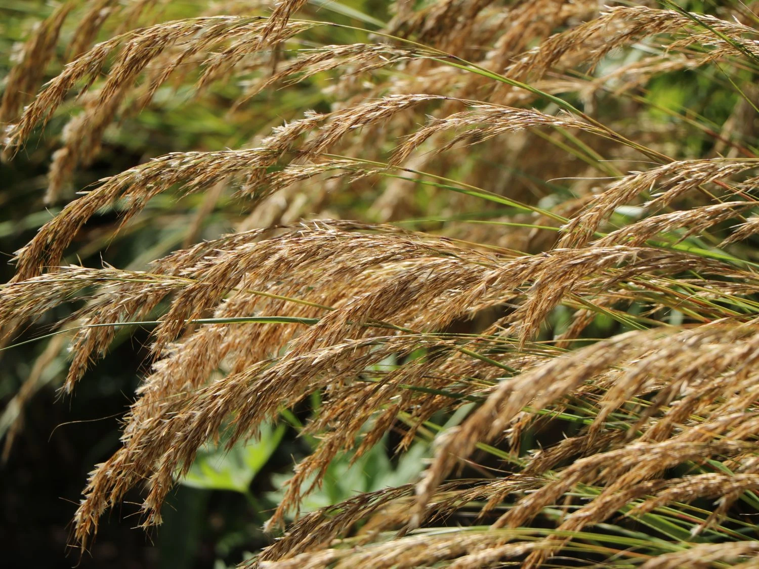 Silberährengras 'Algäu' 8 Silberährengras 'Algäu' – Bild 6