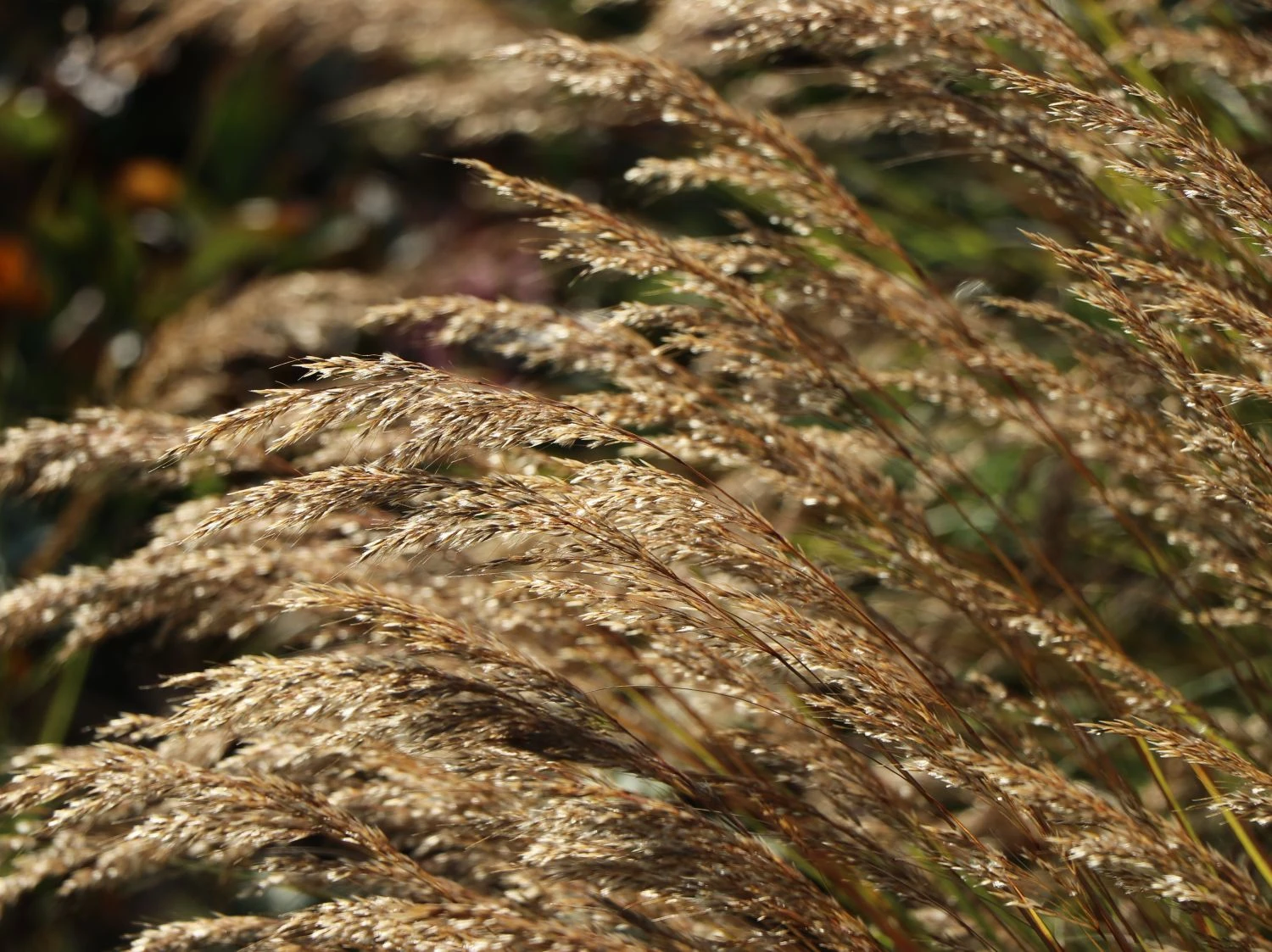 Silberährengras 'Algäu' 9 Silberährengras 'Algäu' – Bild 7