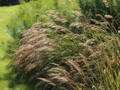 Silberährengras 'Algäu' 22 Silberährengras 'Algäu' -Günstiges Erd Seele Geschäft silberaehrengras algaeu m044522 w 3