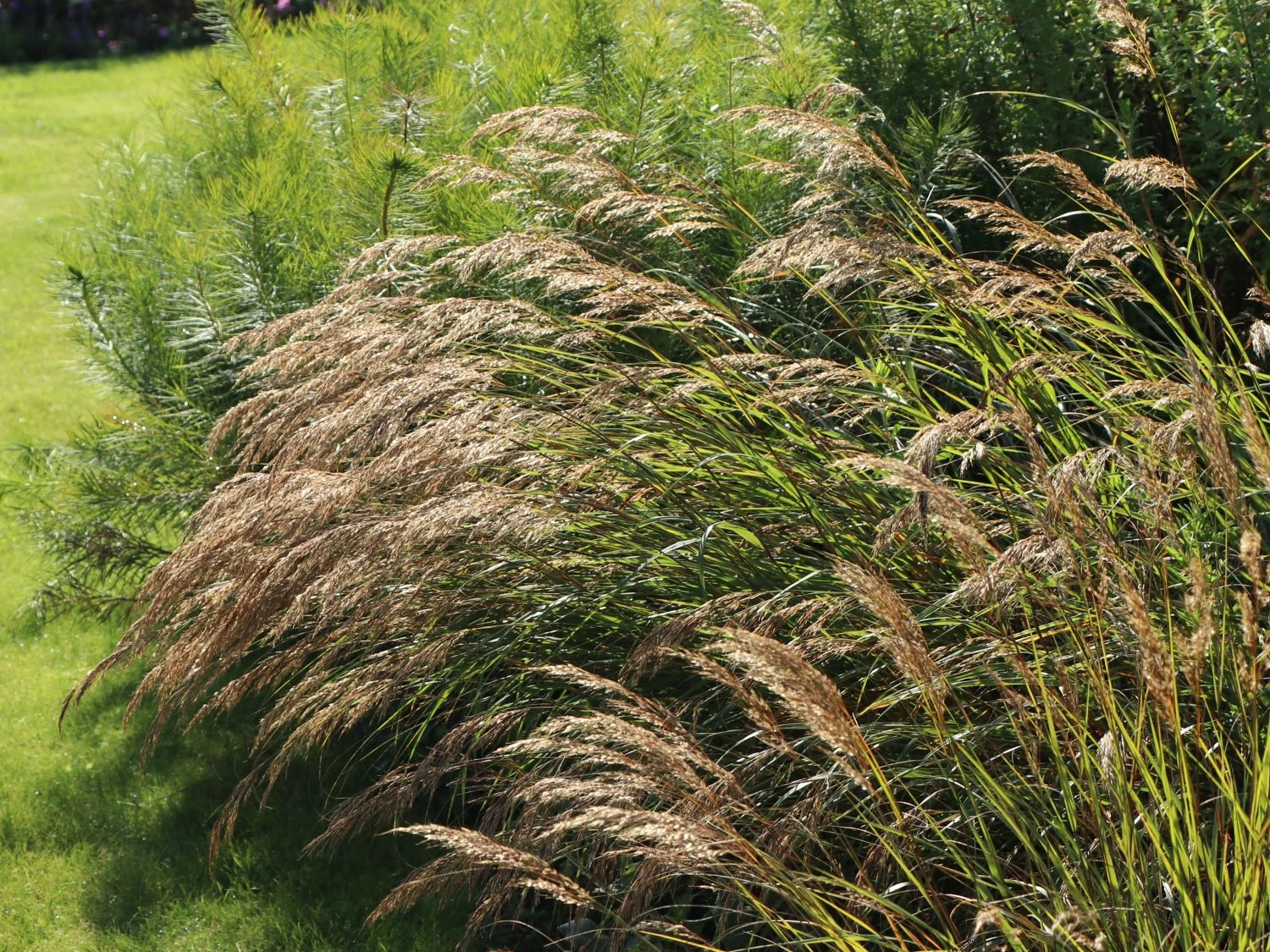 Silberährengras 'Algäu' 11 Silberährengras 'Algäu' – Bild 9