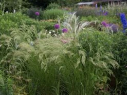 Silberährengras 'Algäu' 21 Silberährengras 'Algäu' -Günstiges Erd Seele Geschäft silberaehrengras algaeu m044522 w 4