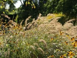 Silberährengras 'Algäu' 18 Silberährengras 'Algäu' -Günstiges Erd Seele Geschäft silberaehrengras algaeu m044522 w 5