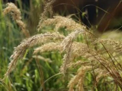 Silberährengras 'Algäu' 16 Silberährengras 'Algäu' -Günstiges Erd Seele Geschäft silberaehrengras algaeu m044522 w 6