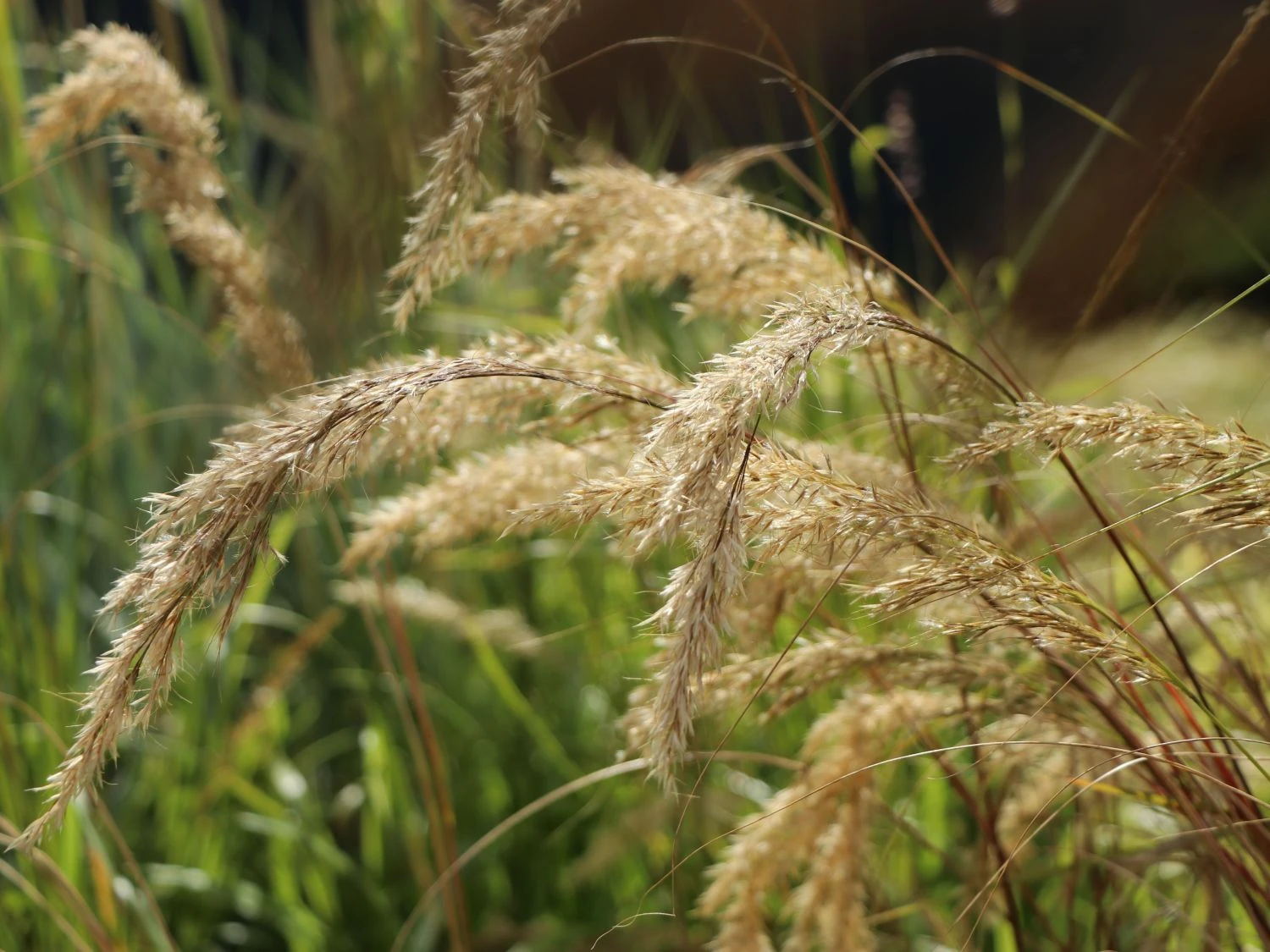 Silberährengras 'Algäu' 5 Silberährengras 'Algäu' – Bild 3