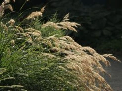 Silberährengras 'Algäu' 23 Silberährengras 'Algäu' -Günstiges Erd Seele Geschäft silberaehrengras algaeu m044522 w 7