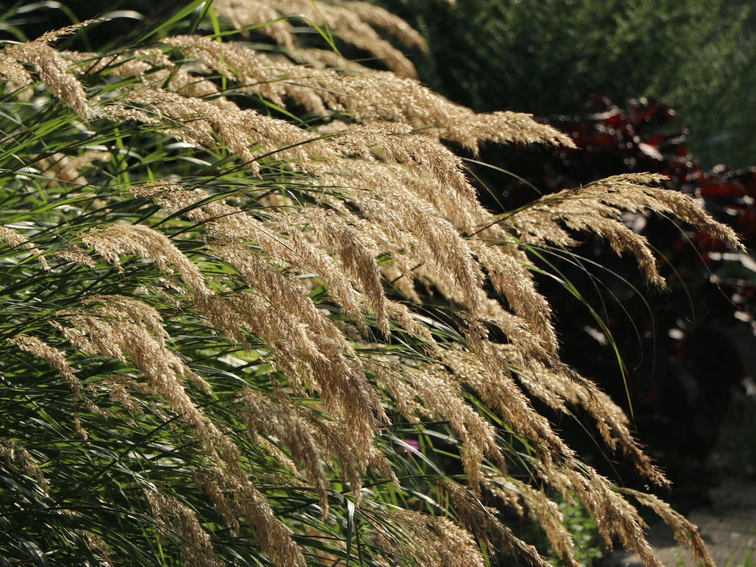 Silberährengras 'Algäu' 4 Silberährengras 'Algäu' – Bild 2