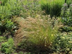 Silberährengras 'Algäu' 24 Silberährengras 'Algäu' -Günstiges Erd Seele Geschäft silberaehrengras algaeu m044522 w 9