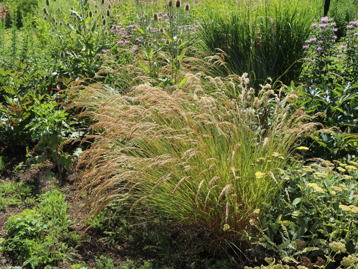 Silberährengras 'Algäu' 13 Silberährengras 'Algäu' – Bild 11