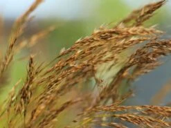 Silberährengras / Ränkegras -Günstiges Erd Seele Geschäft silberaehrengras raenkegras m009047 w 0