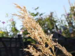 Silberährengras / Ränkegras -Günstiges Erd Seele Geschäft silberaehrengras weiss raenkgras m009047 w 1