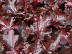 Silberglöckchen 'Black Beauty'