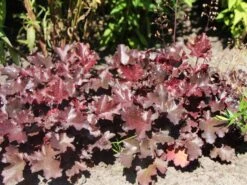 Silberglöckchen 'Black Beauty' -Günstiges Erd Seele Geschäft silbergloeckchen black beauty m058924 w 0