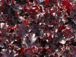 Silberglöckchen 'Black Beauty' -Günstiges Erd Seele Geschäft silbergloeckchen black beauty m058924 w 3