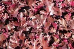 Silberglöckchen 'Black Beauty' -Günstiges Erd Seele Geschäft silbergloeckchen black beauty m058924 w 5