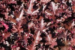 Silberglöckchen 'Black Beauty' -Günstiges Erd Seele Geschäft silbergloeckchen black beauty m058924 w 6