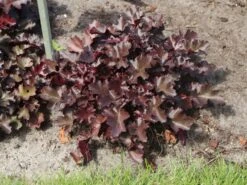 Silberglöckchen 'Black Beauty' -Günstiges Erd Seele Geschäft silbergloeckchen black beauty m058924 w 8