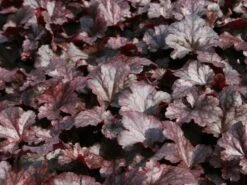 Silberglöckchen 'Plum Pudding' ® -Günstiges Erd Seele Geschäft silbergloeckchen plum pudding m062286 w 0